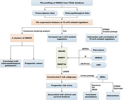 Identification of Expression Patterns and Potential Prognostic Significance of m5C-Related Regulators in Head and Neck Squamous Cell Carcinoma